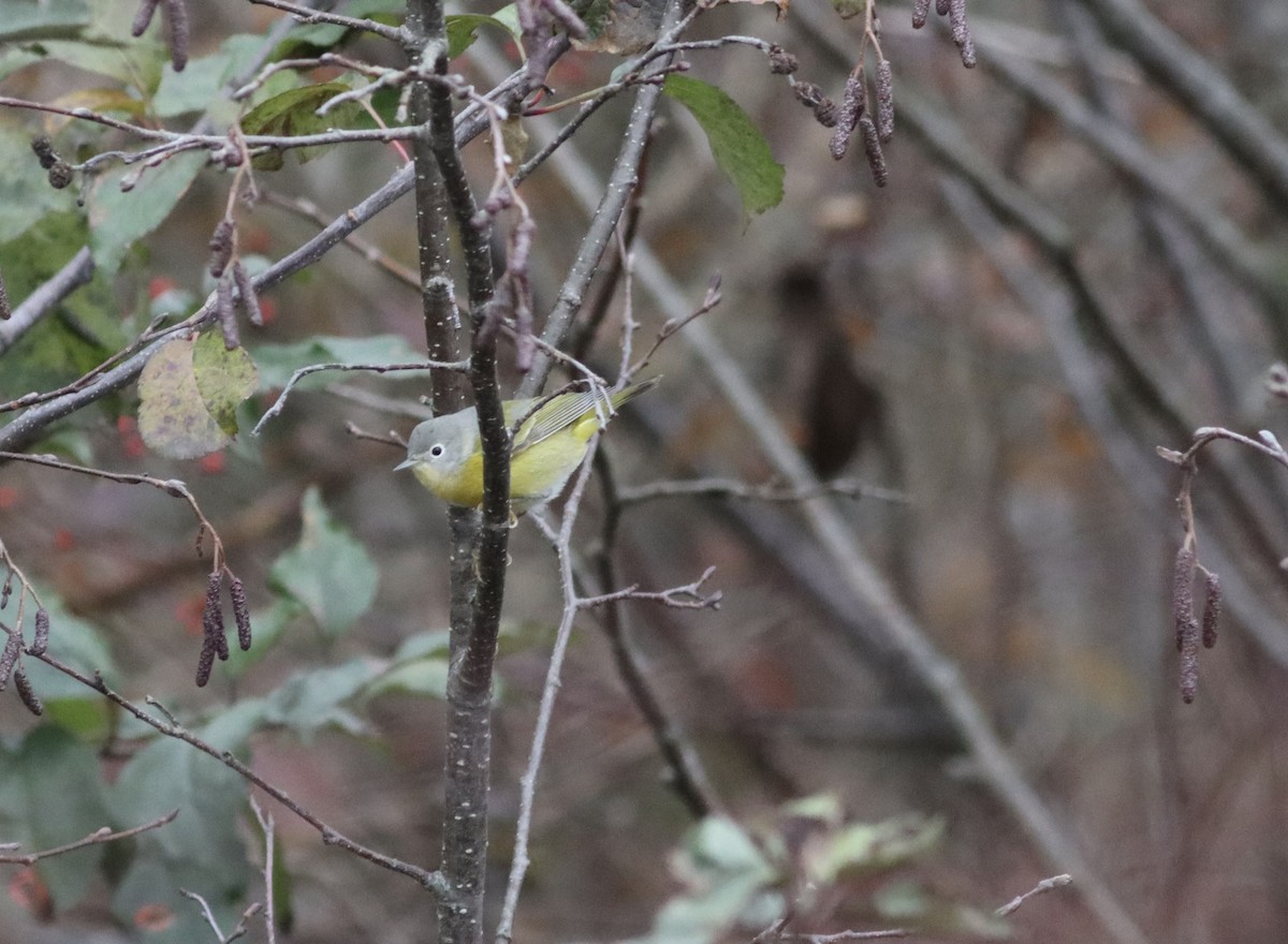 Nashville Warbler - ML645648704