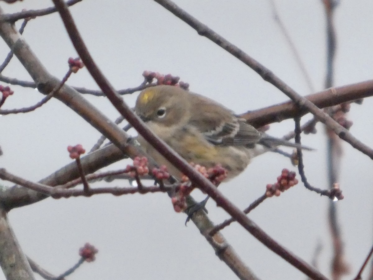 Yellow-rumped Warbler - ML645648711