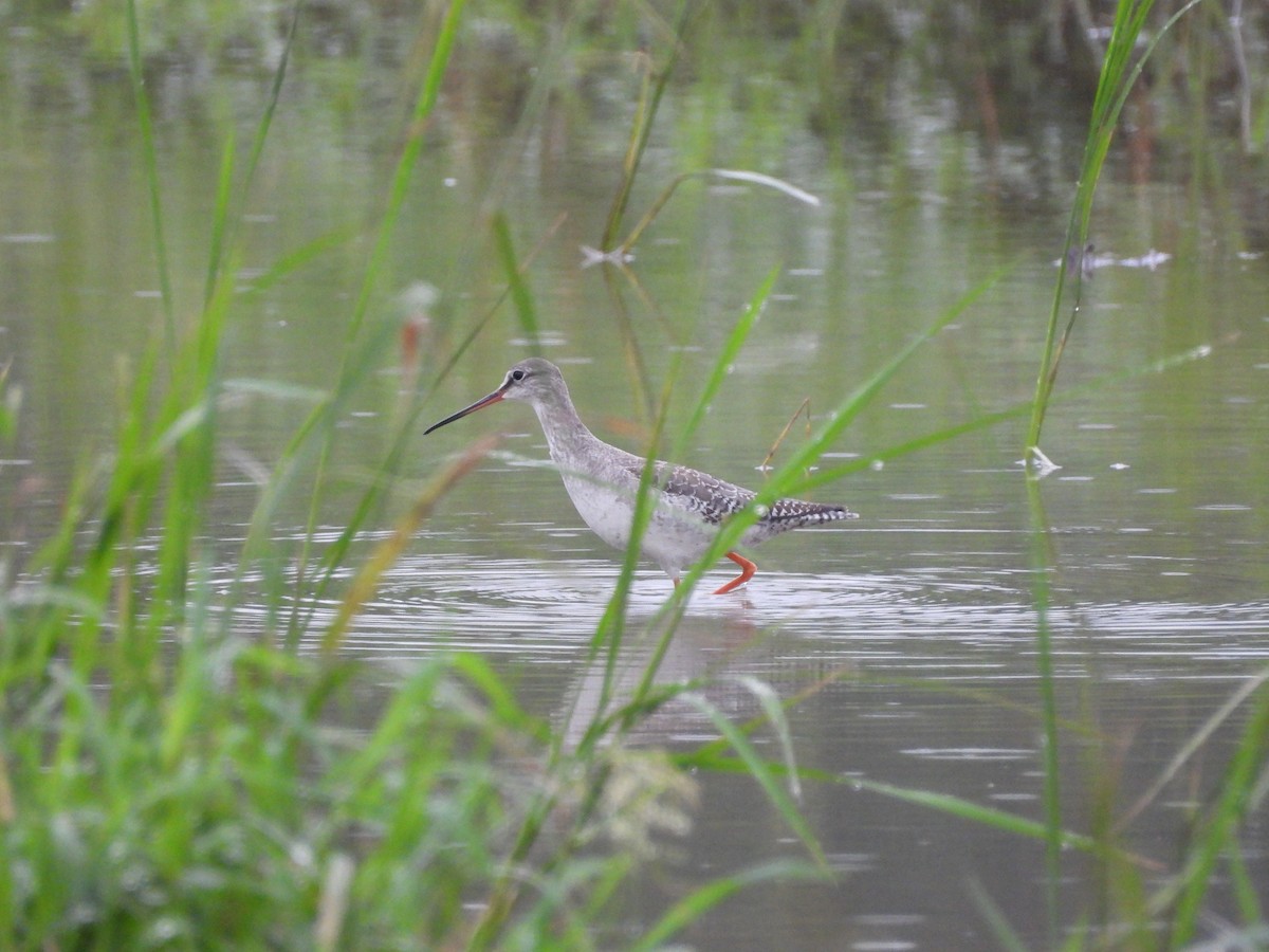 Spotted Redshank - ML645648712