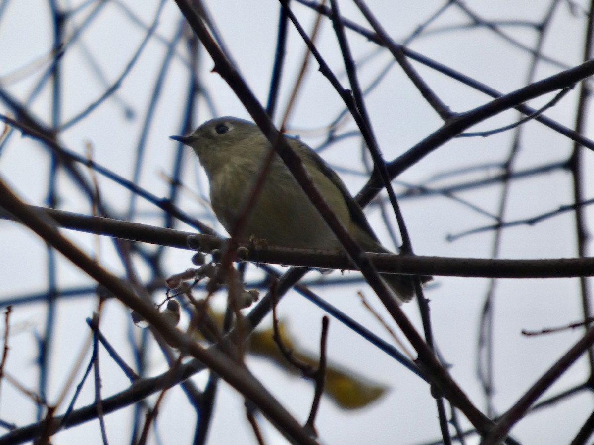 Ruby-crowned Kinglet - ML645648748