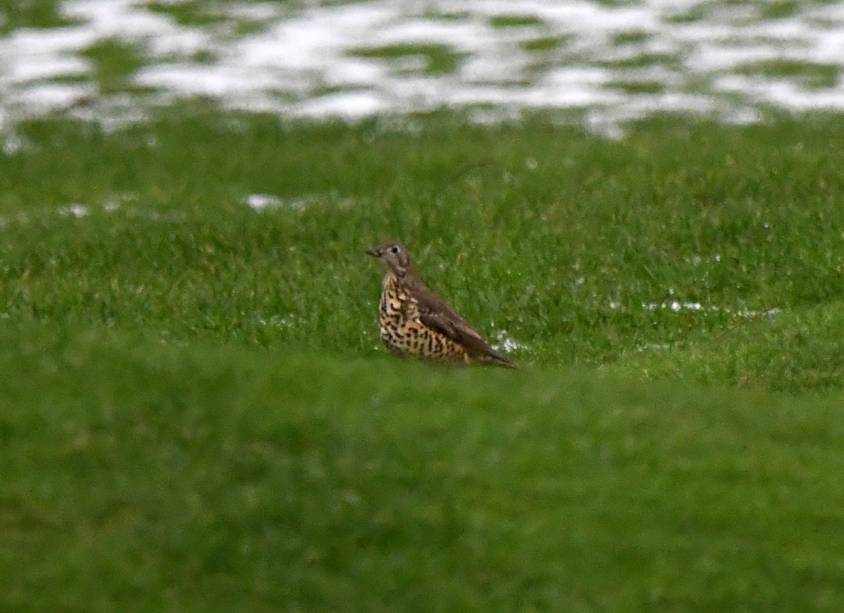 槲鶇 - ML645648762