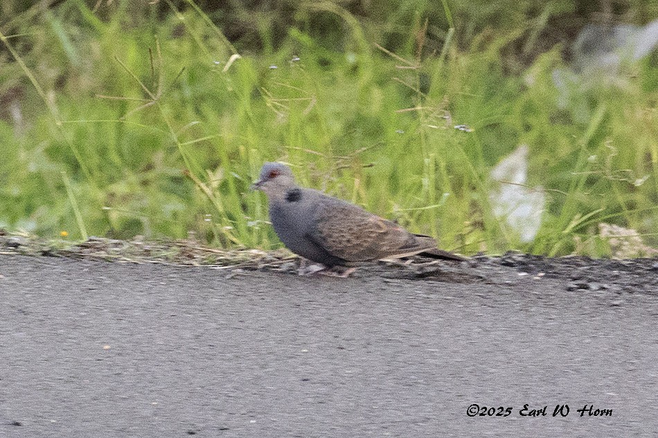 Dusky Turtle-Dove - ML645648765