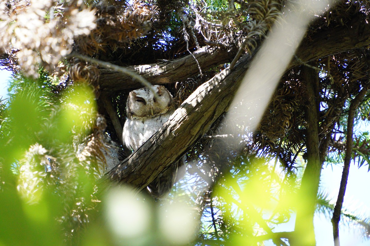 Collared Scops-Owl - ML645648767