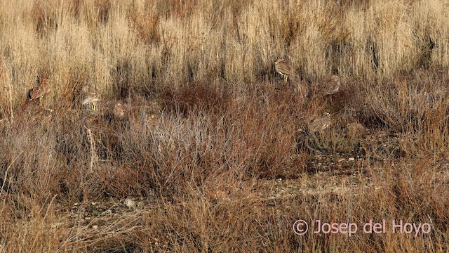 Лежень степовий - ML645648768
