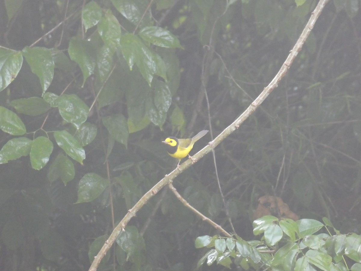 Болотянка чорногорла - ML645648770