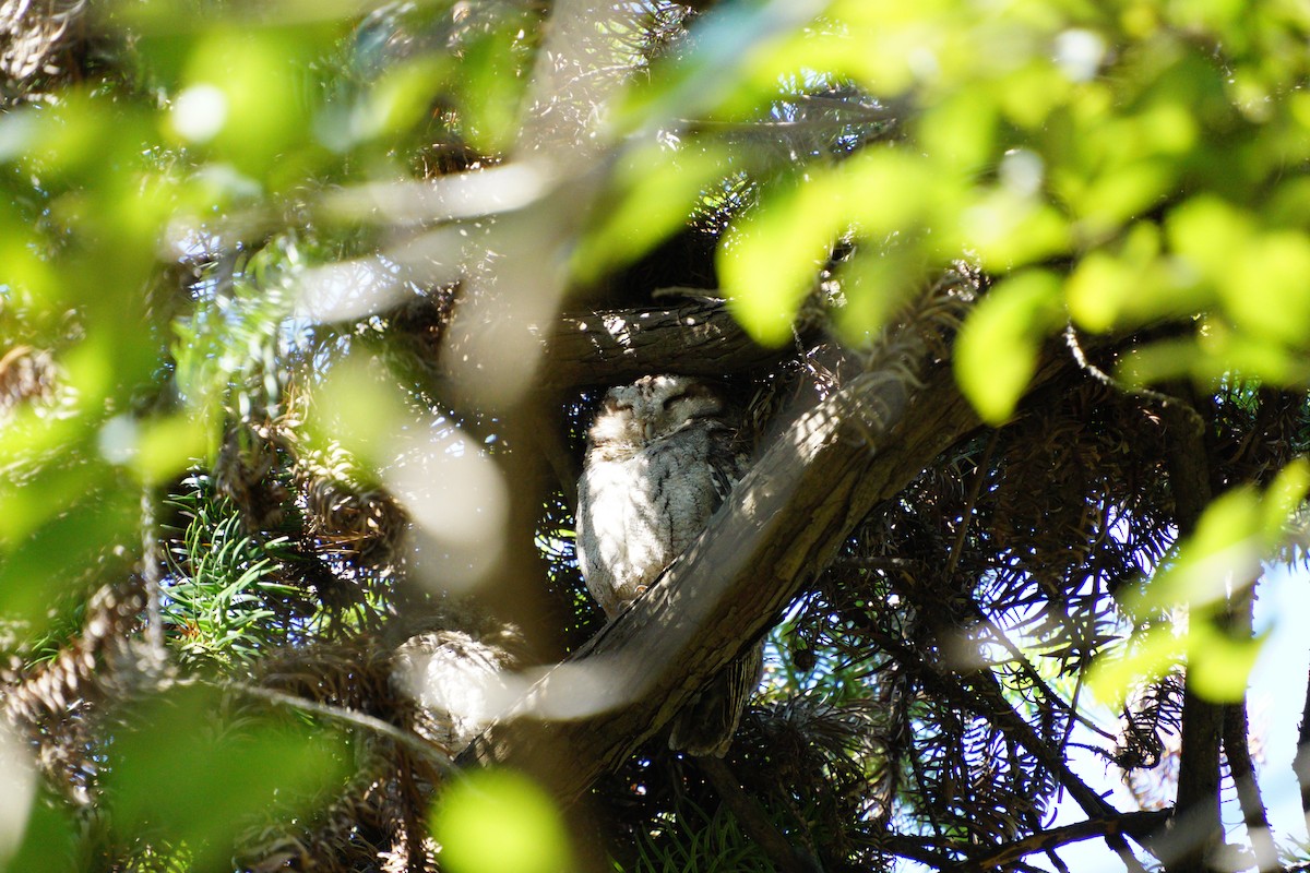 Collared Scops-Owl - ML645648773