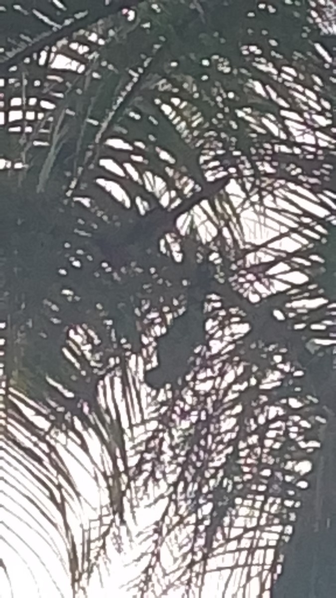 Чачалака рудогуза - ML645648774