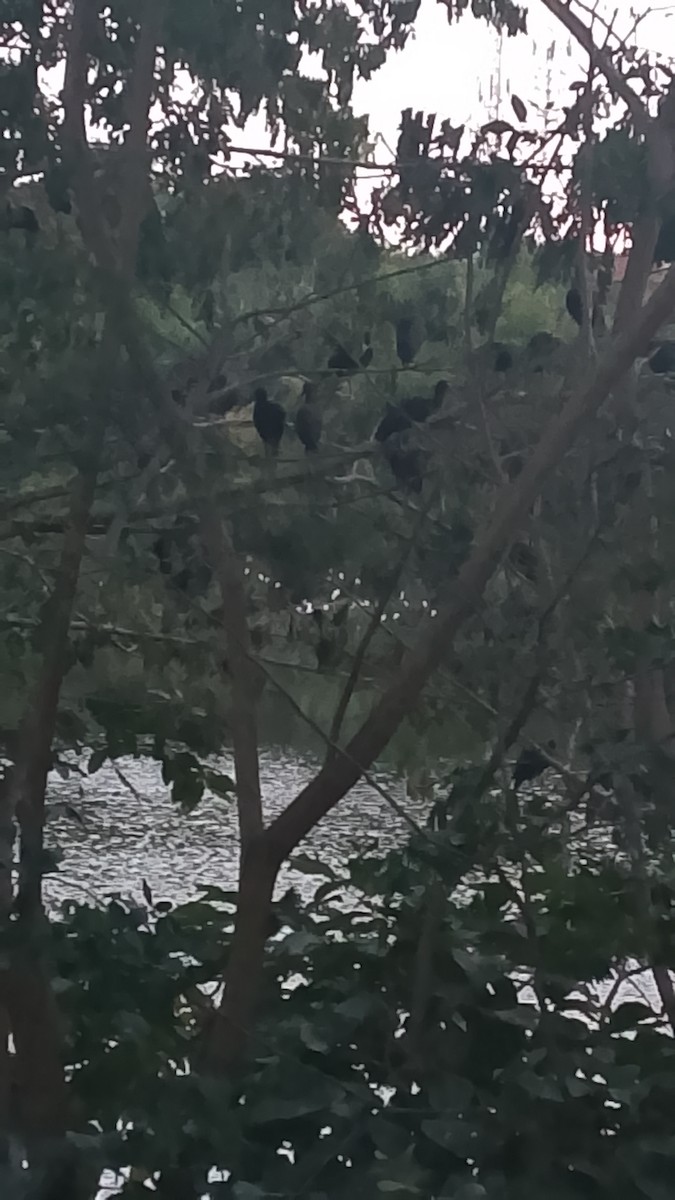 rødmaskeibis - ML645648784