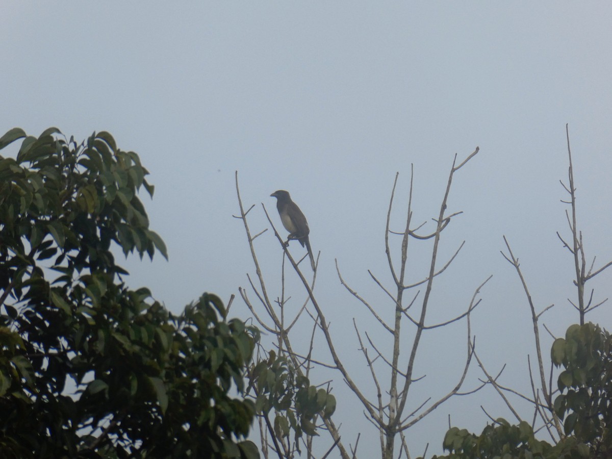 Brown Jay - ML645648785