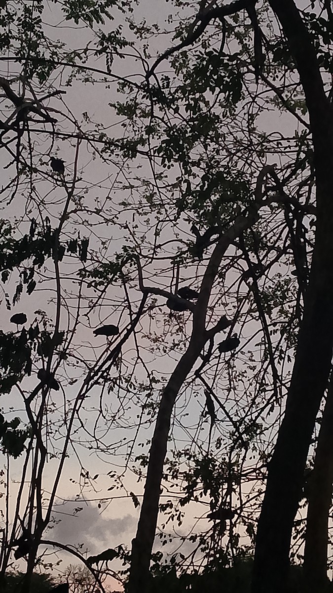 rødmaskeibis - ML645648789