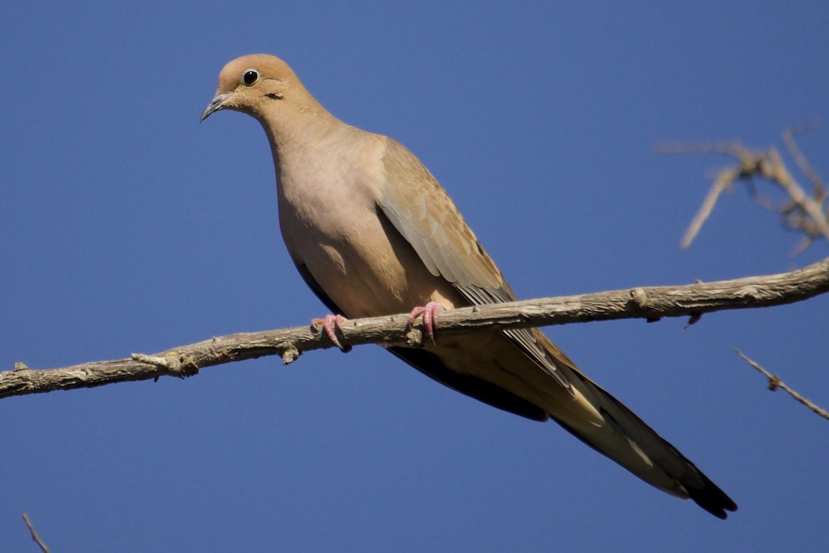 hrdlička karolínská - ML645648791