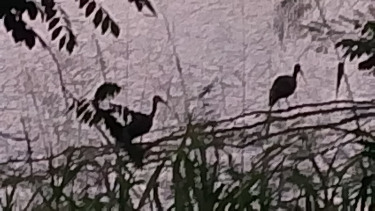 rødmaskeibis - ML645648807