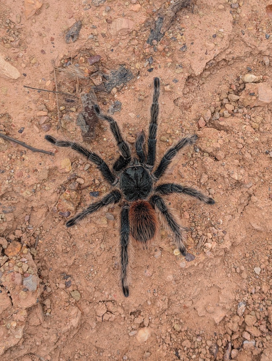 Tarantulas - ML645648810