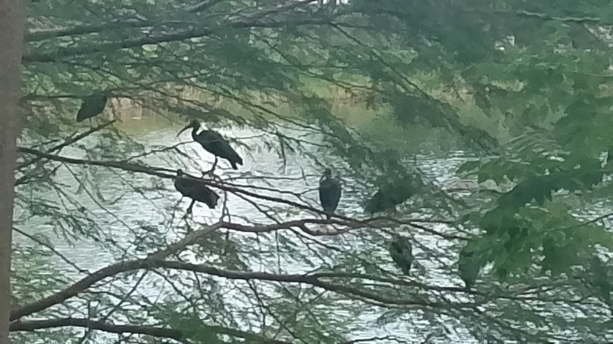 rødmaskeibis - ML645648820