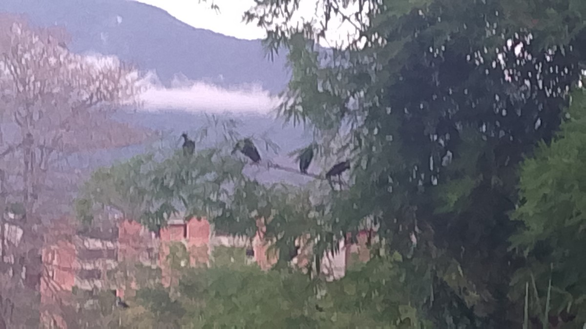 rødmaskeibis - ML645648834