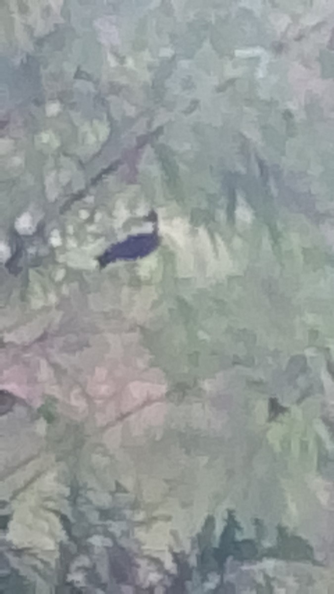 rødmaskeibis - ML645648838