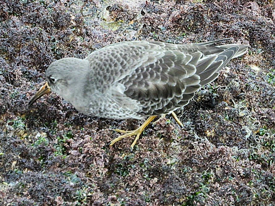 Purple Sandpiper - ML645648843