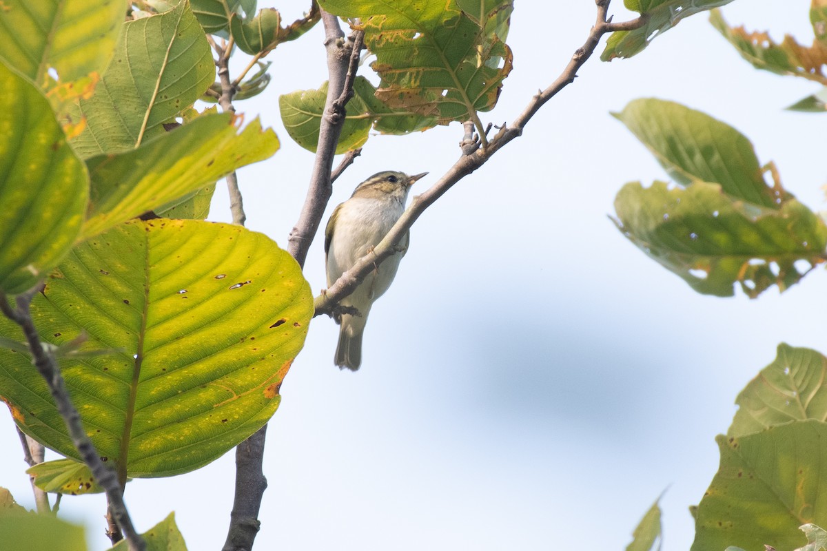 Yellow-browed Warbler - ML645648846