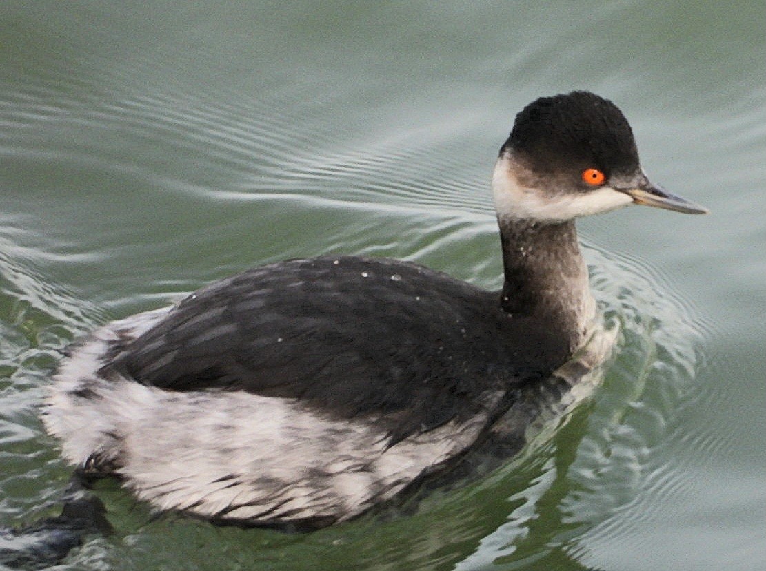 Eared Grebe - ML645648850