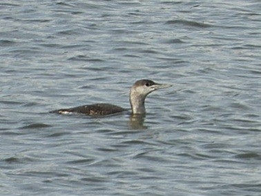 Red-throated Loon - ML645648866