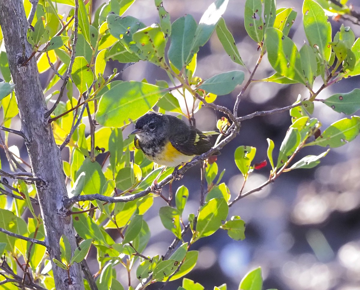 American Redstart - ML645648872