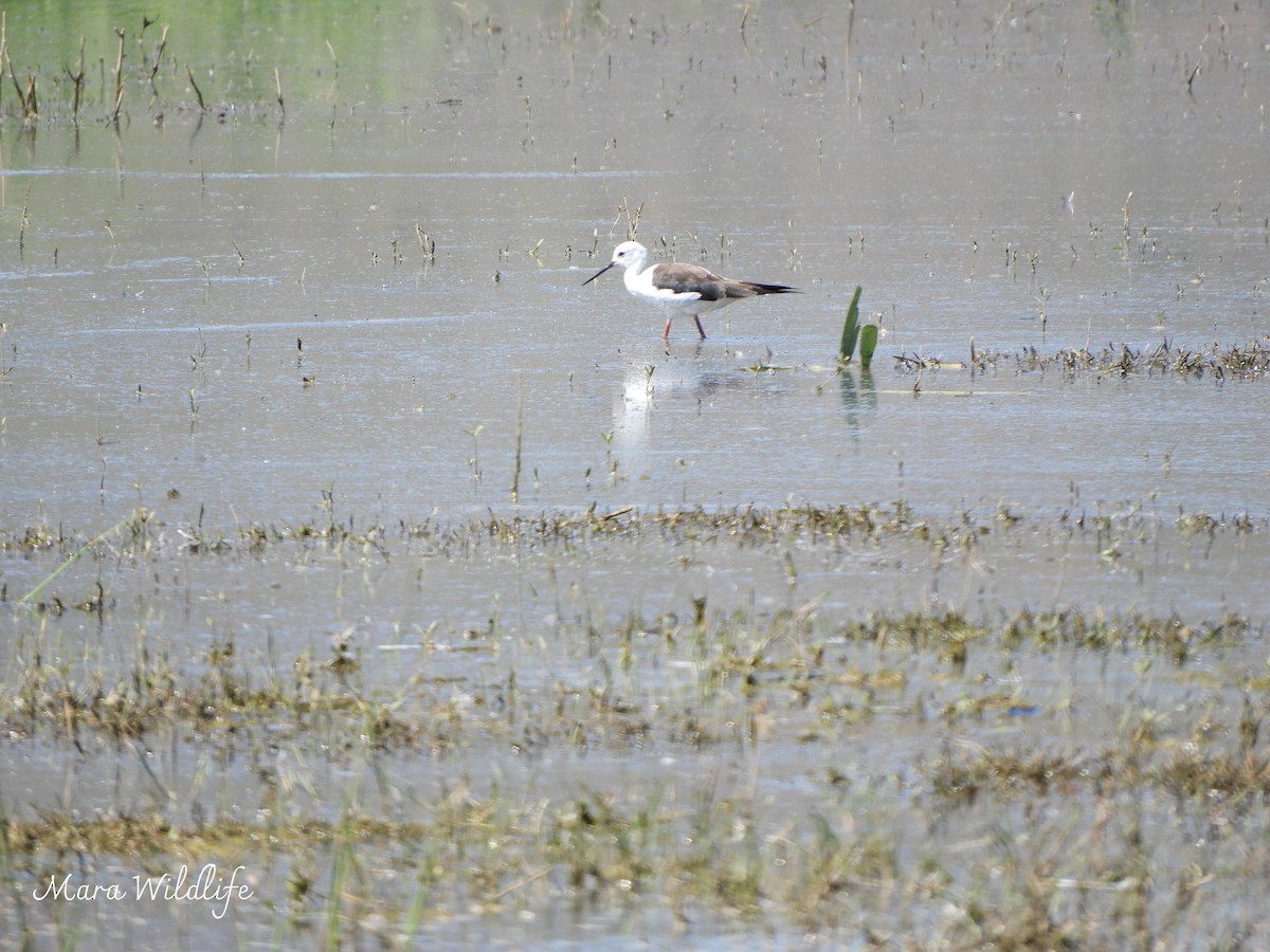 Zankaluze eurasiarra - ML645648873