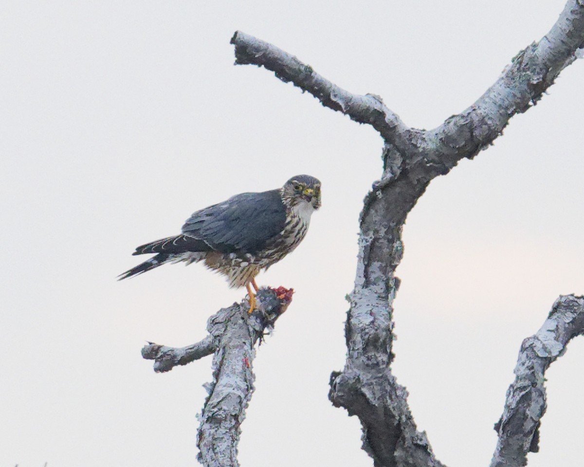 Merlin - ML645648874