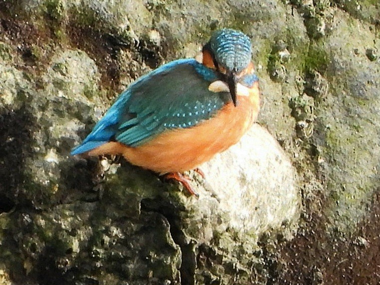 Common Kingfisher - ML645648887