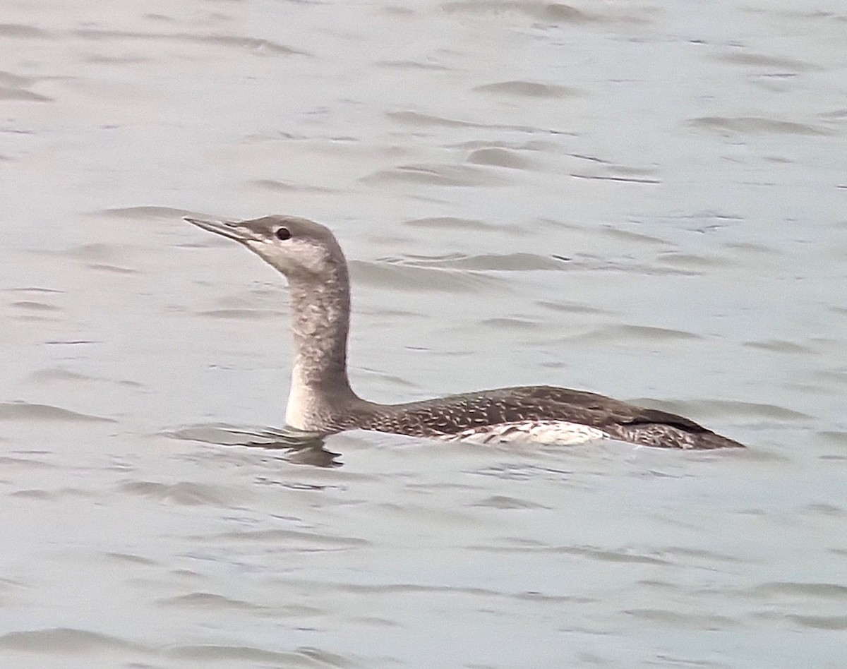 Red-throated Loon - ML645648895