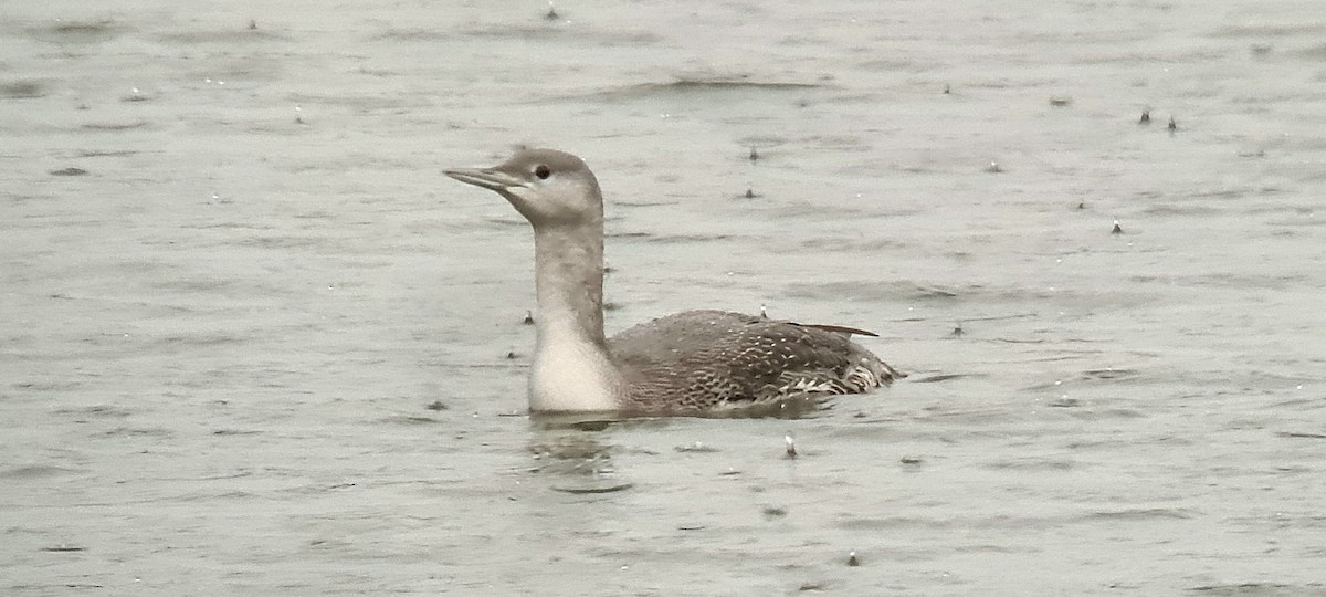 Red-throated Loon - ML645648896