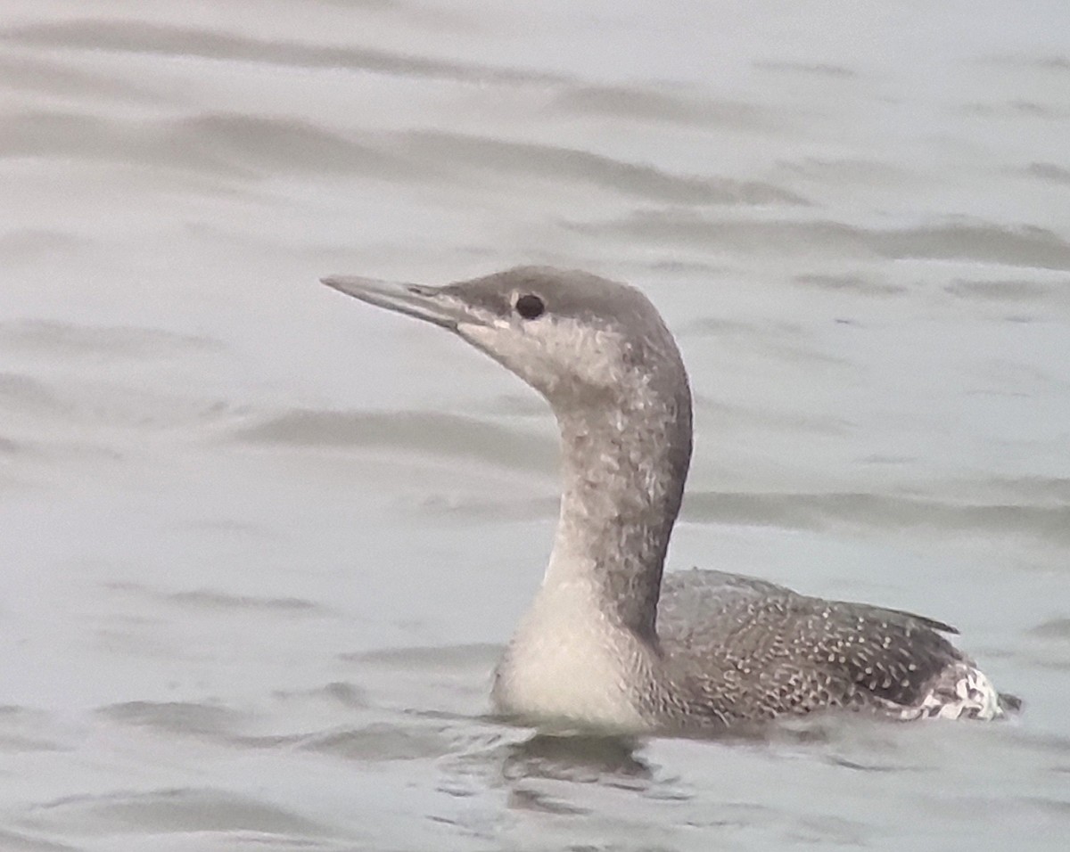 Red-throated Loon - ML645648897