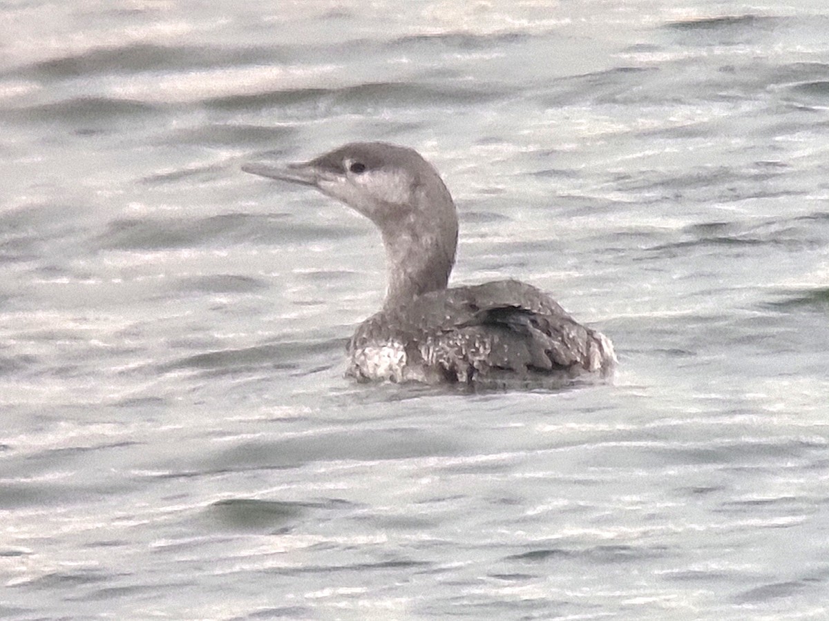 Red-throated Loon - ML645648898