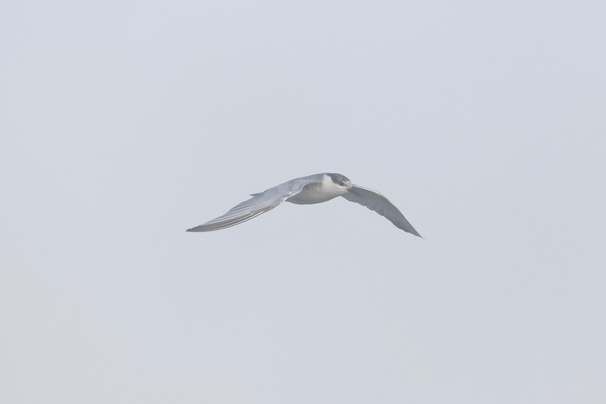 Whiskered Tern - ML645648910