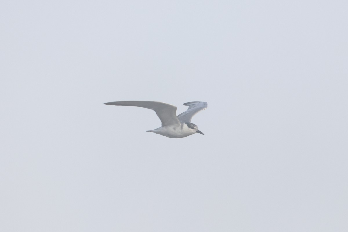 Whiskered Tern - ML645648911