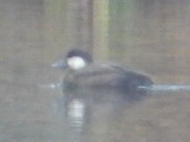 turpan žlutozobý - ML645648914