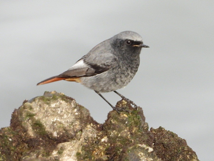 Black Redstart - ML645648920