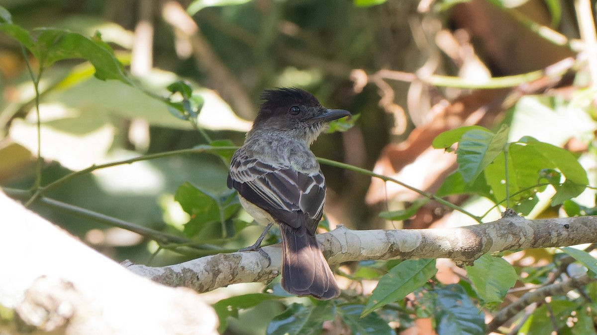 Sibilant Sirystes - ML645648921