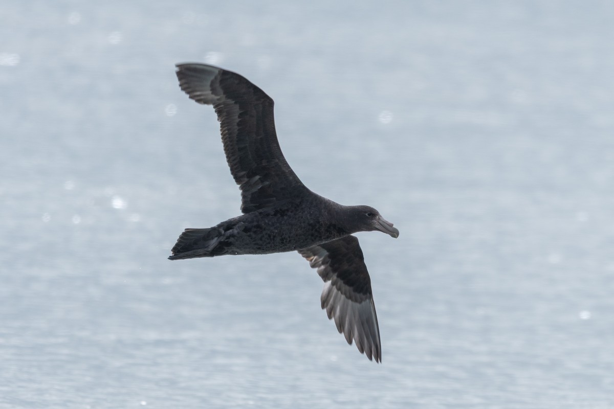 sørkjempepetrell - ML645648927