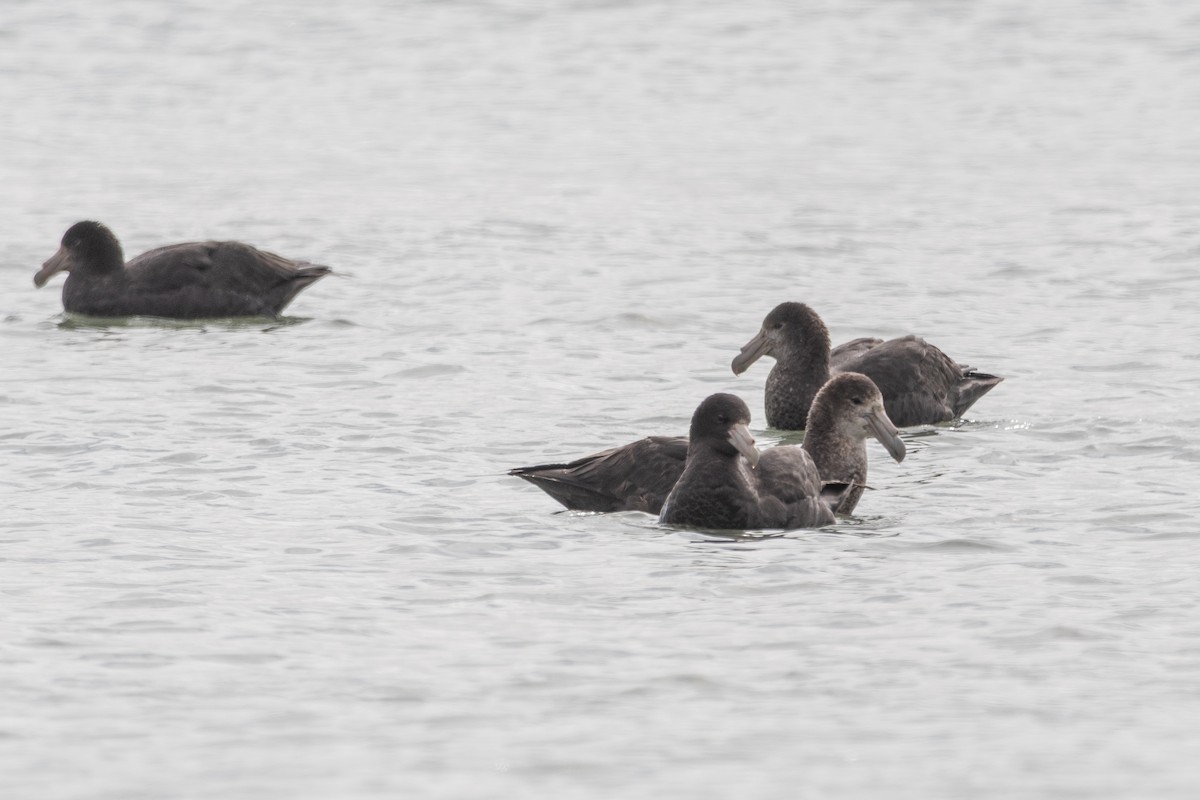 sørkjempepetrell - ML645648928