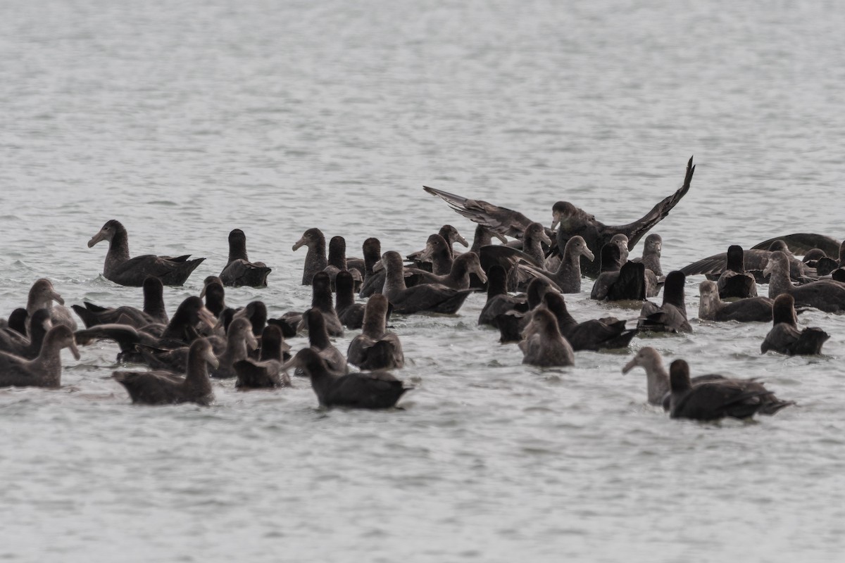 sørkjempepetrell - ML645648929