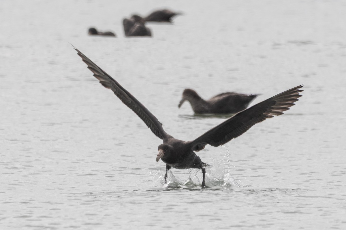 sørkjempepetrell - ML645648930