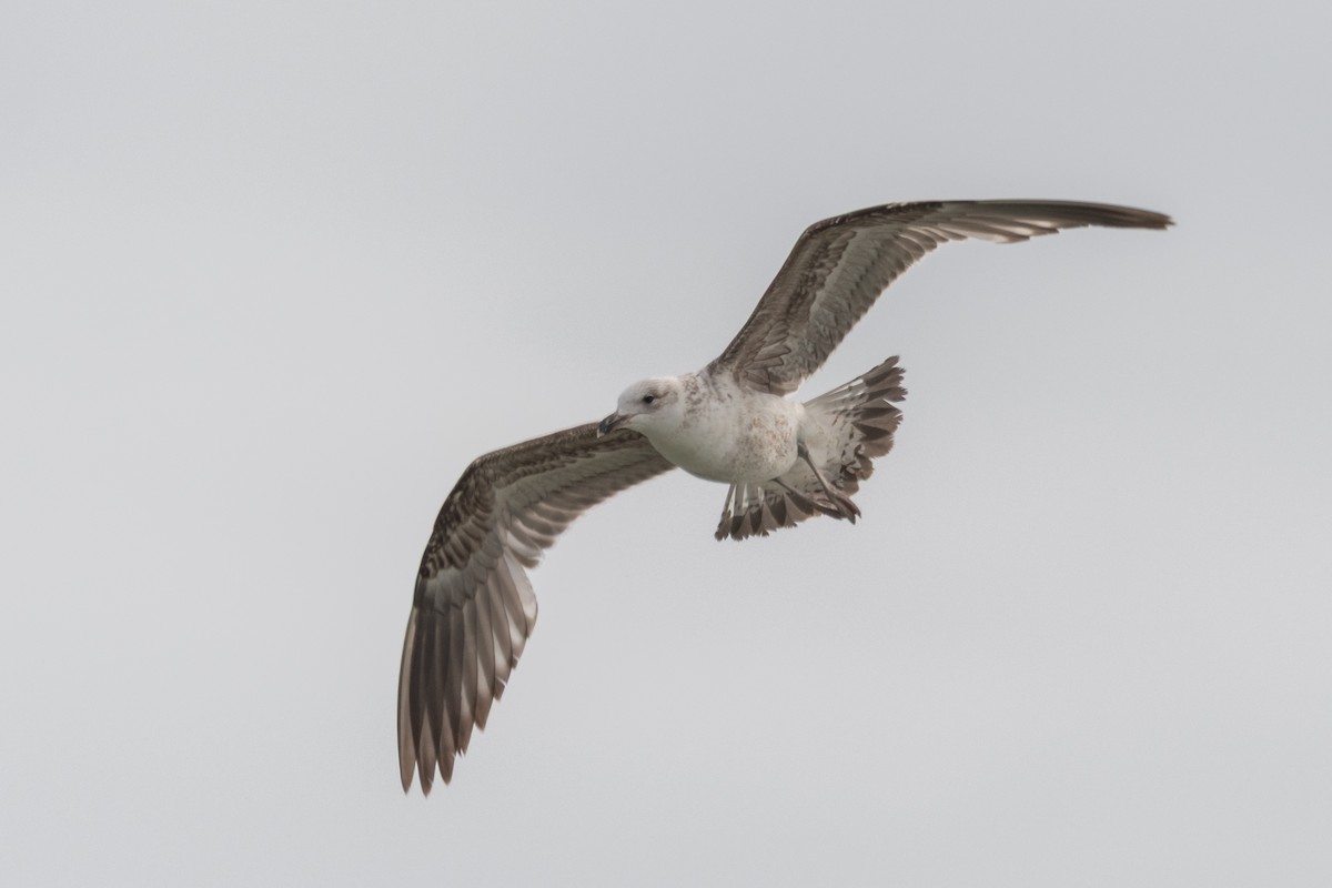 Kelp Gull - ML645648937