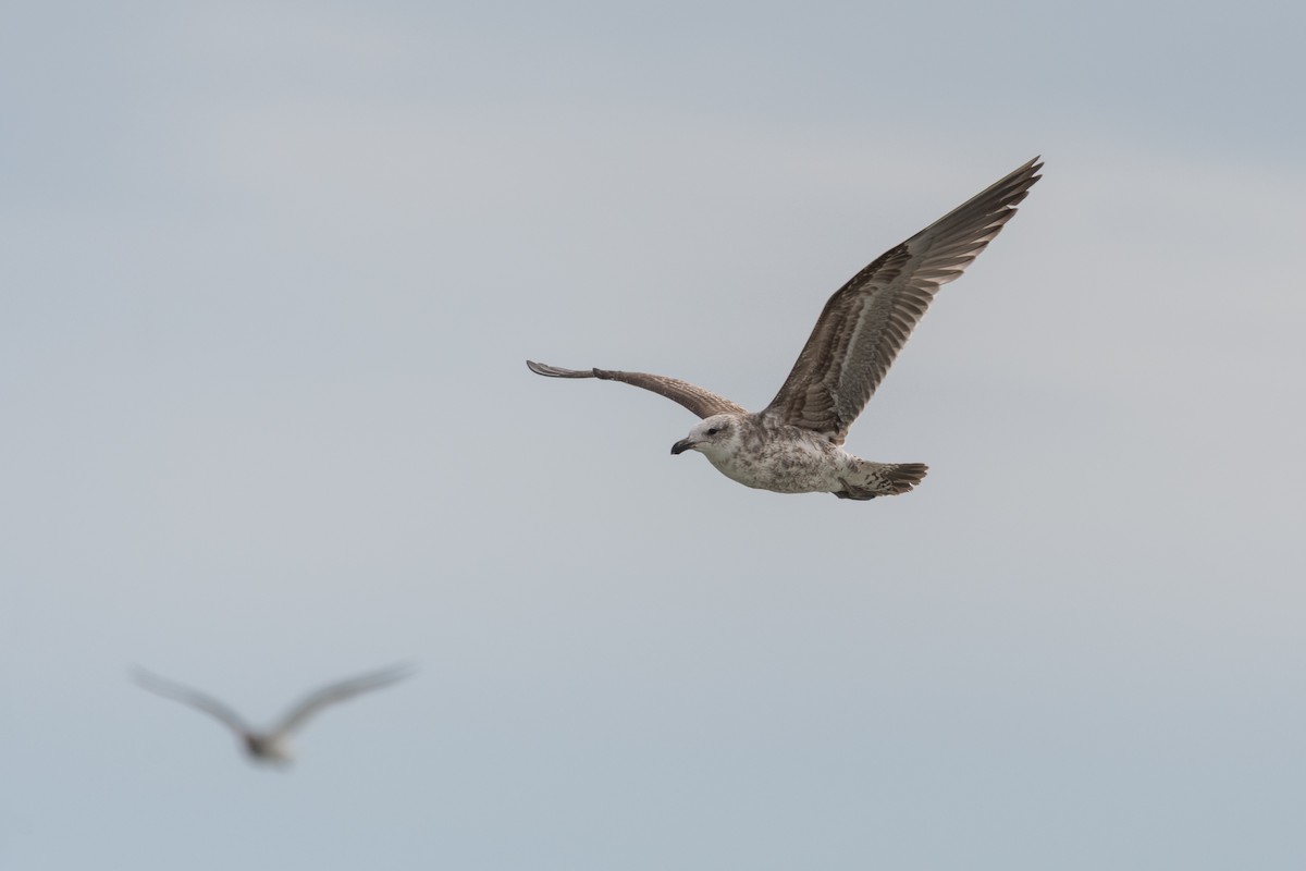 Kelp Gull - ML645648938