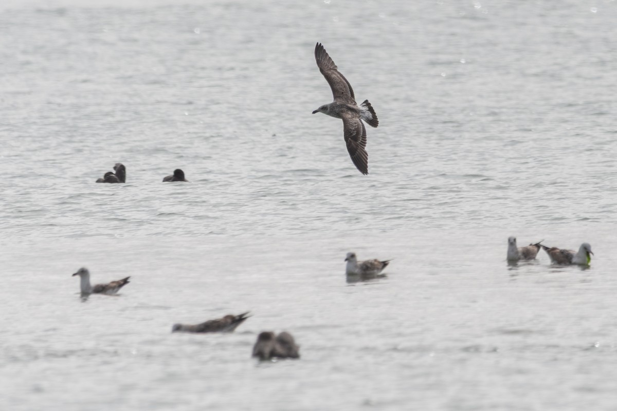 Kelp Gull - ML645648939