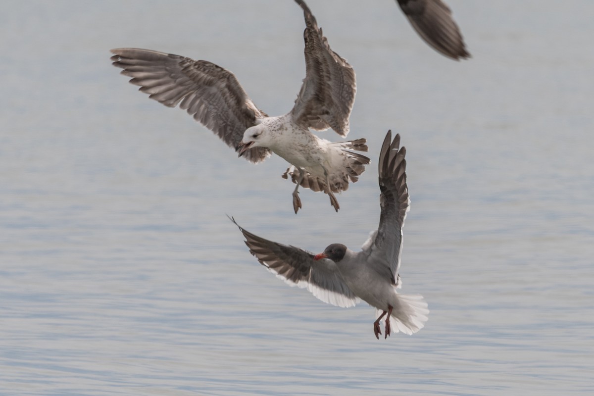 Kelp Gull - ML645648940