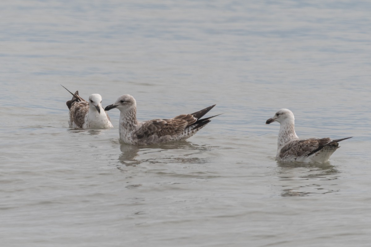 Kelp Gull - ML645648941