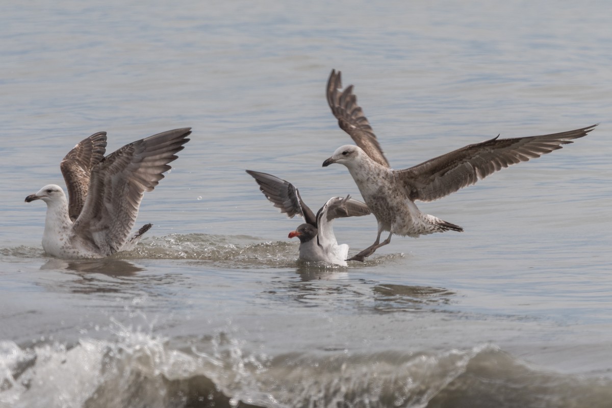 Kelp Gull - ML645648942