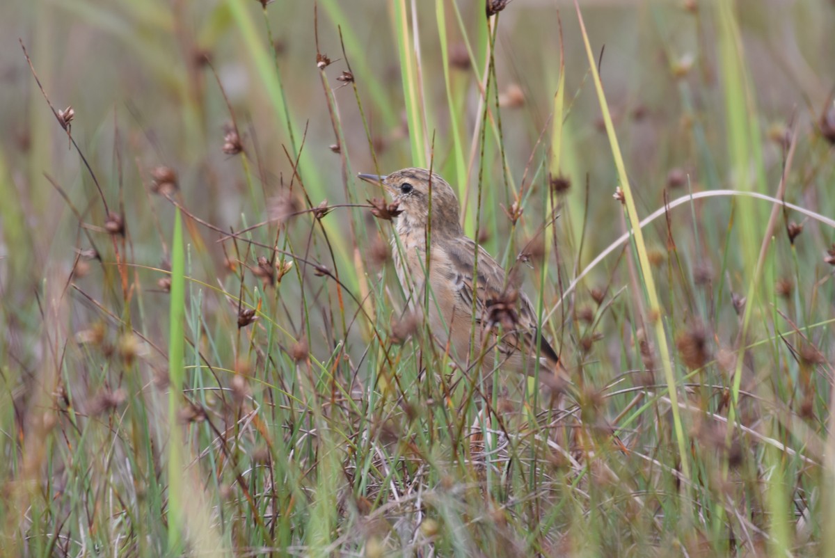 Paddyfield Pipit - ML645648969
