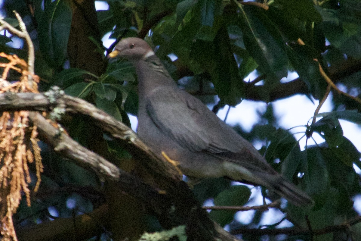 holub pruhoocasý - ML645648975