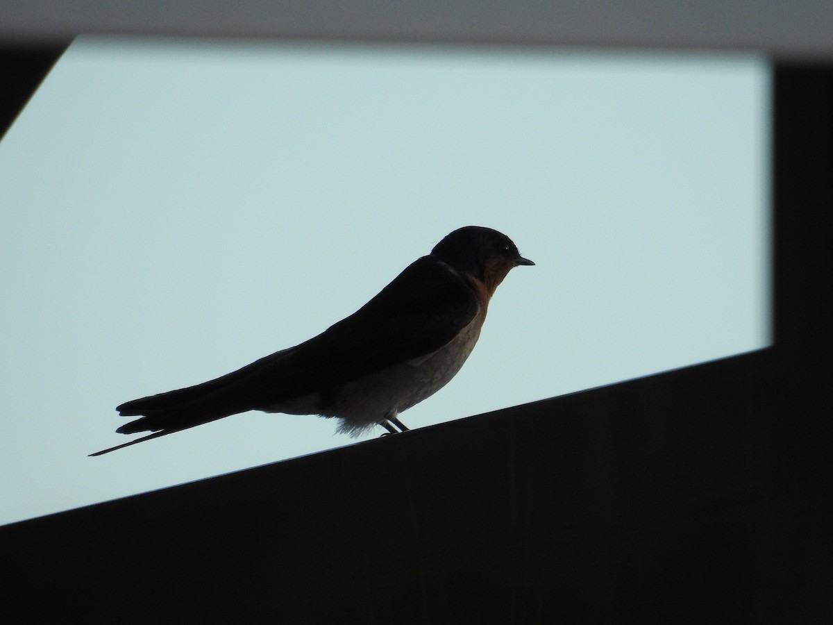 Welcome Swallow - ML645648980